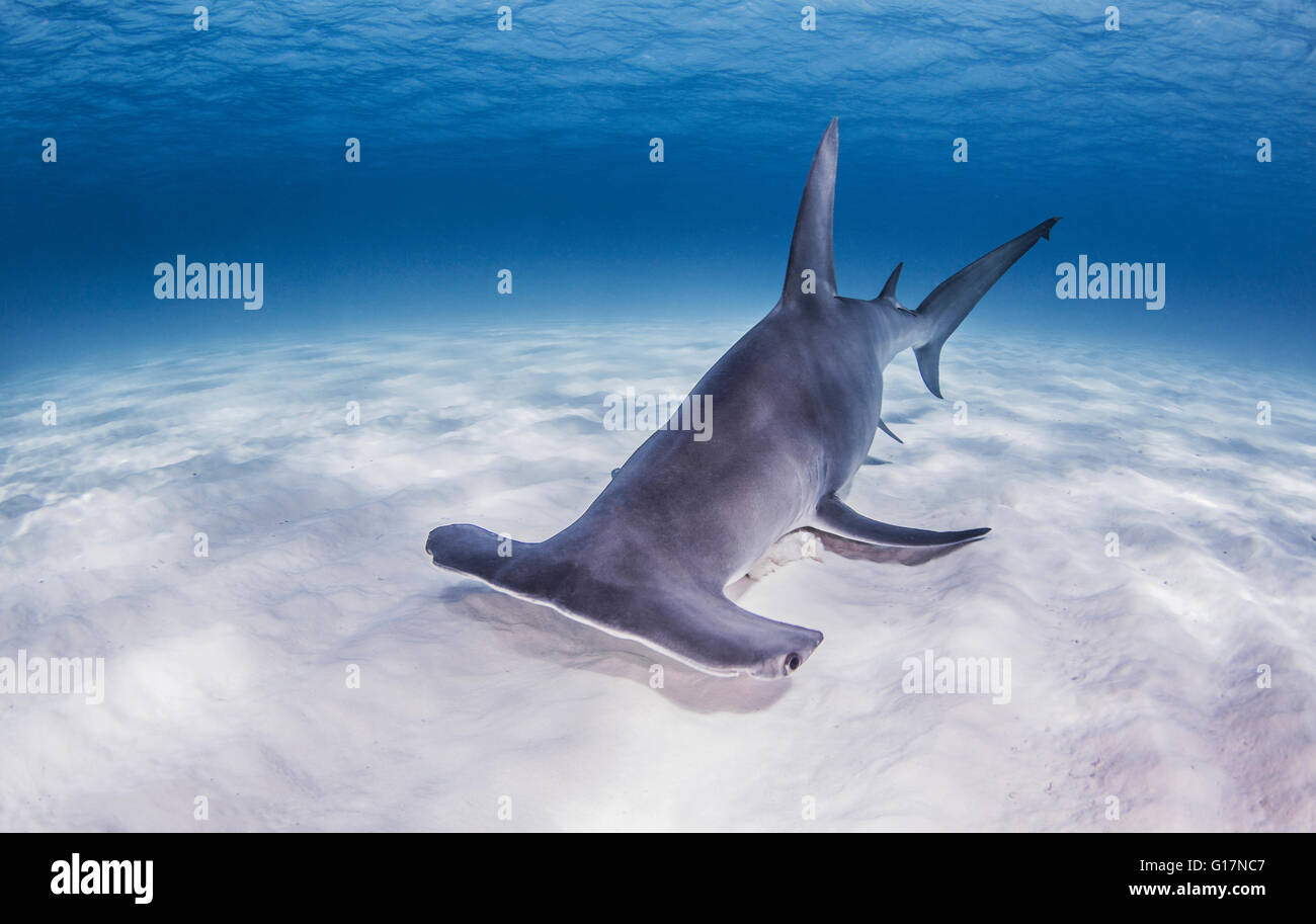 Great Hammerhead Shark swimming near seabed Stock Photo - Alamy