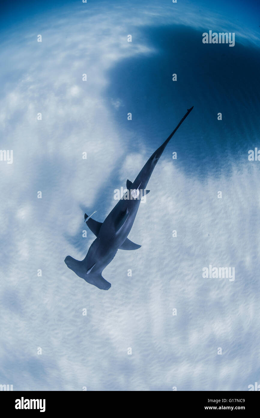 Great Hammerhead Shark swimming near seabed Stock Photo - Alamy