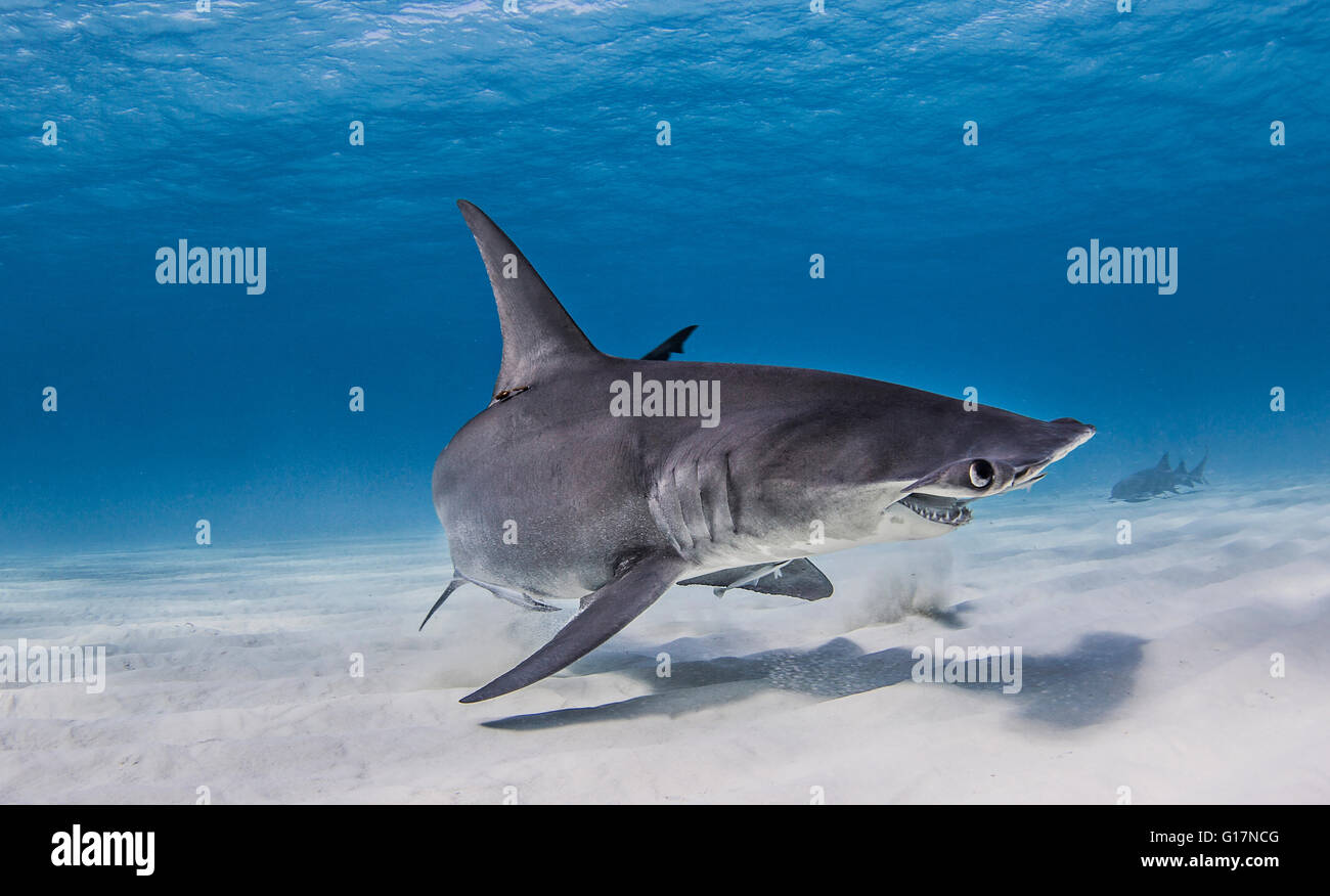 Great Hammerhead Shark swimming near seabed Stock Photo - Alamy