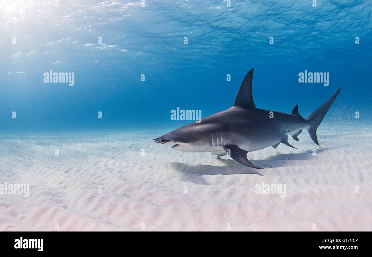 Great Hammerhead Shark swimming near seabed Stock Photo - Alamy