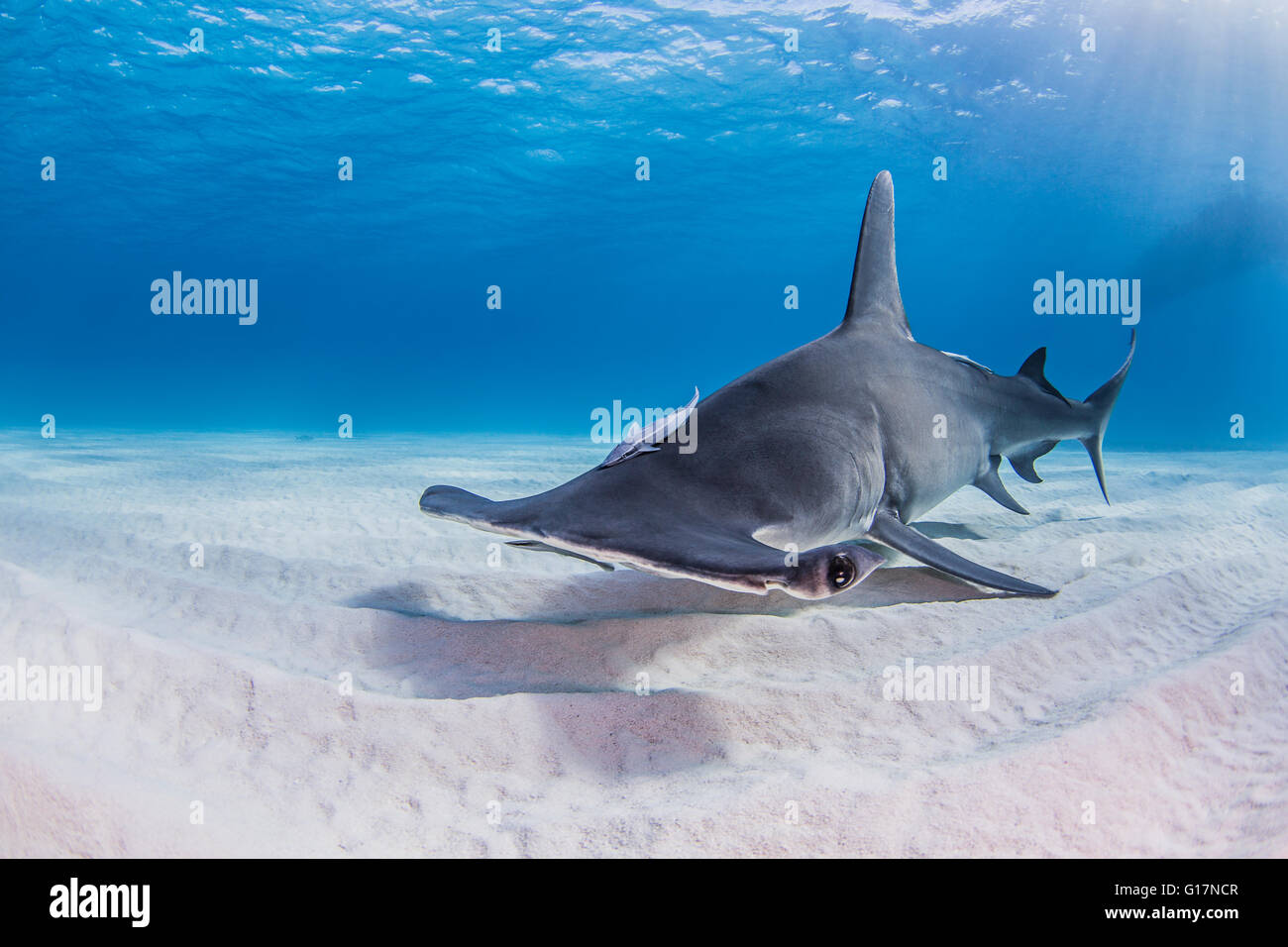 Great Hammerhead Shark swimming near seabed Stock Photo Alamy