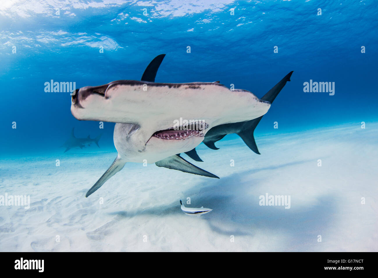 Great Hammerhead Shark swimming near seabed Stock Photo - Alamy