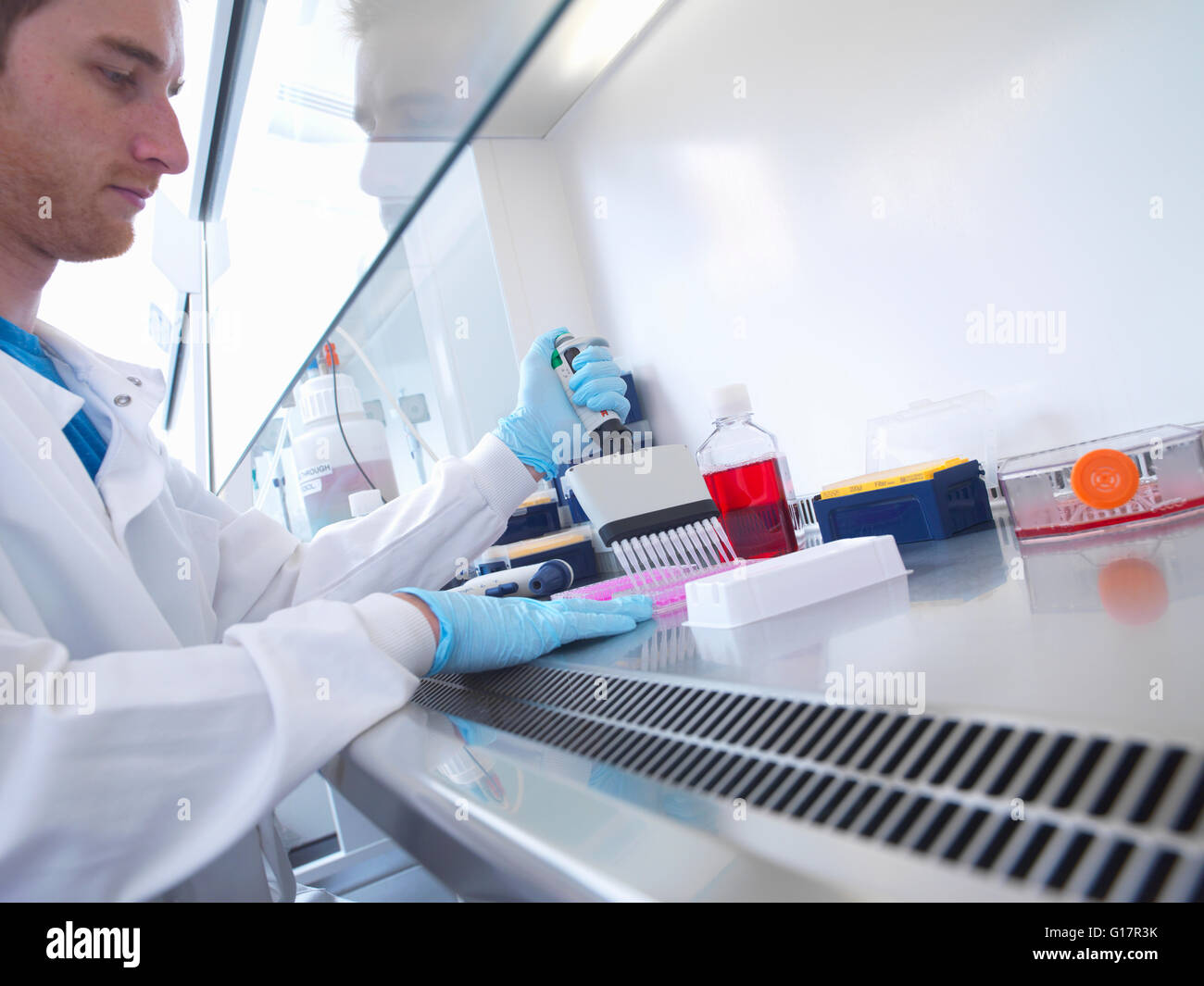 Scientist using multi well pipette to fill multi well plate in biological safety cabinet in laboratory, Jenner Institute, Oxford University Stock Photo