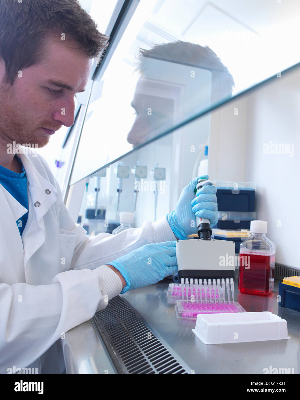 Scientist using multi well pipette to fill multi well plate in biological safety cabinet in laboratory, Jenner Institute, Oxford University Stock Photo