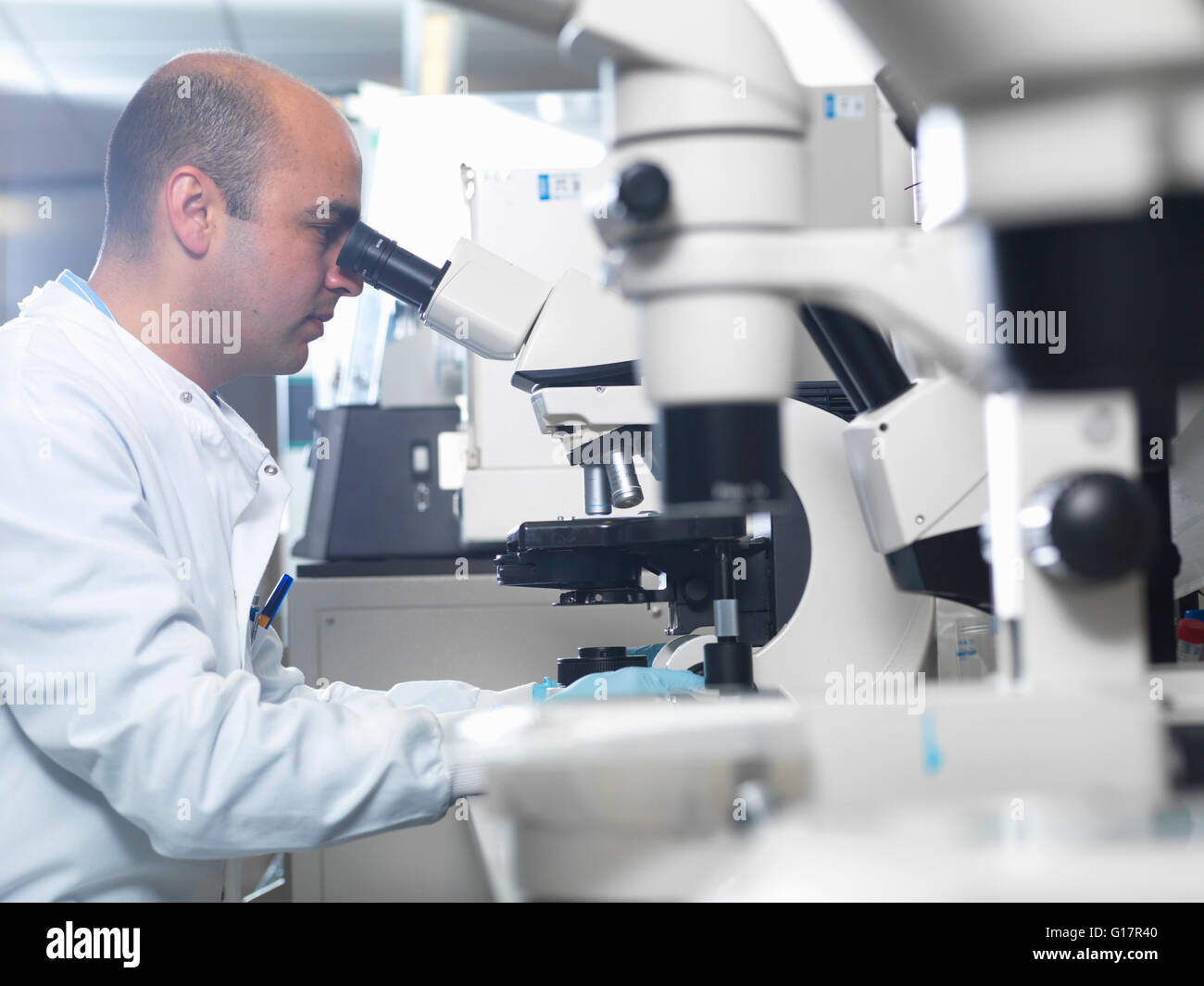 Scientist viewing parasites under light microscope in laboratory, Jenner Institute, Oxford University Stock Photo