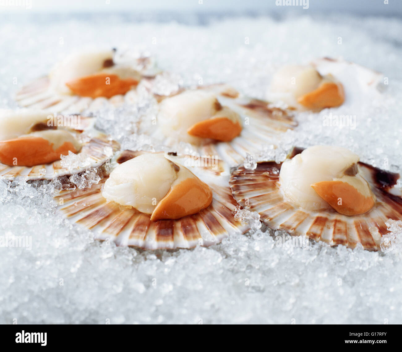 Raw queen scallops in shells on crushed ice Stock Photo Alamy