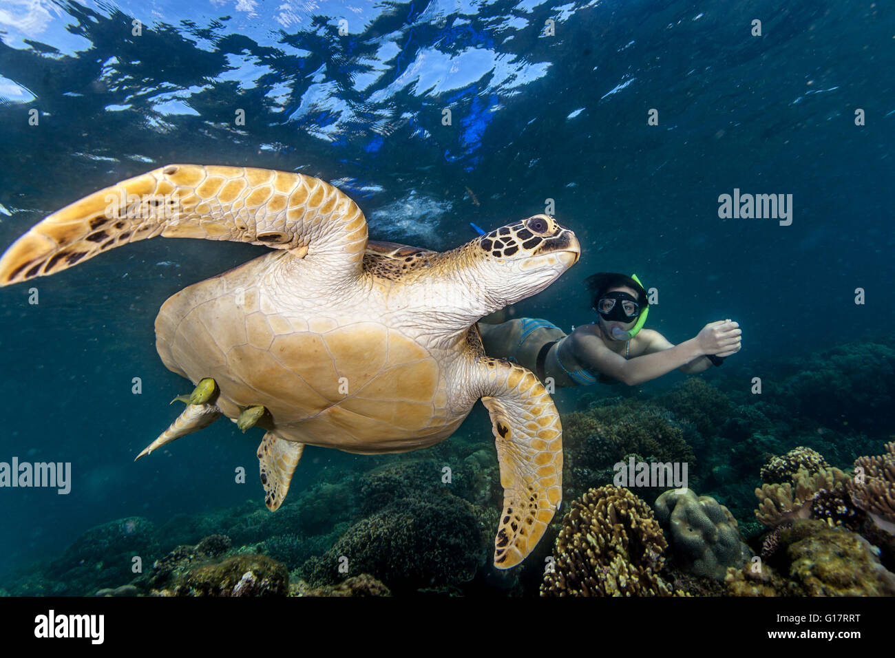 Young woman swimming with rare green sea turtle (Chelonia Mydas),, Cebu, Philippines Stock Photo