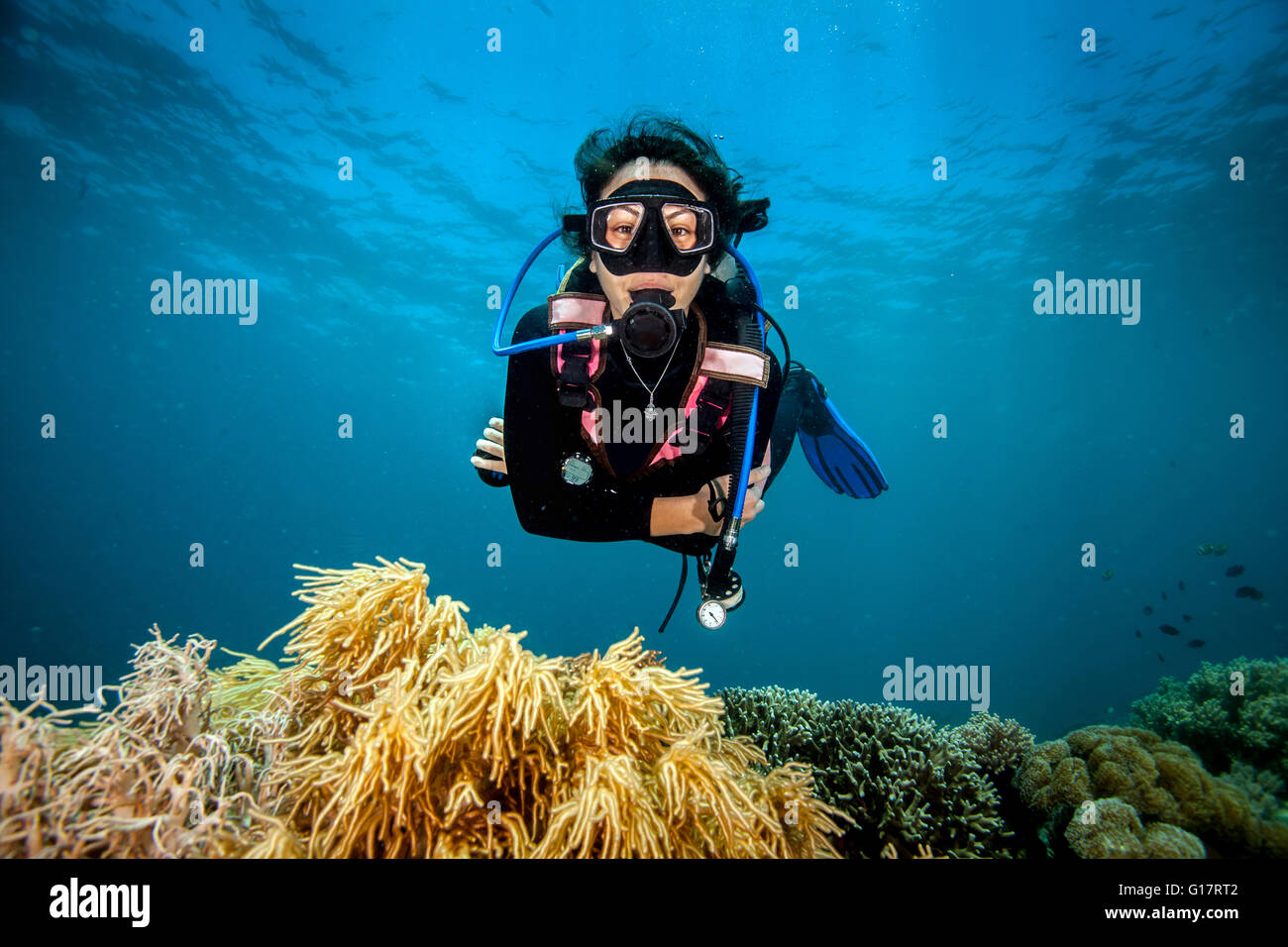 Young woman looking at hard and soft corals whilst scuba diving,, Cebu, Philippines Stock Photo