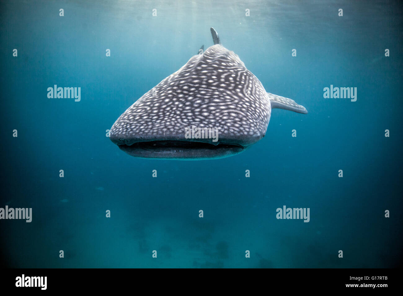 Whaleshark (Rhincodon typus) swimming in open waters,, Cebu, Philippines Stock Photo