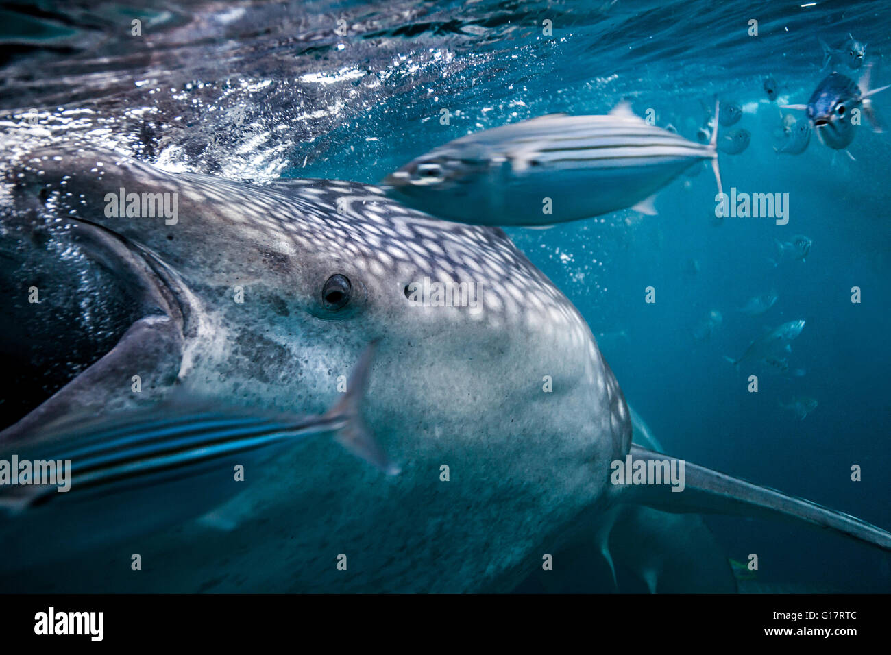 Whaleshark (Rhincodon typus) feeding on plankton alongside mackerel,, Cebu, Philippines Stock Photo
