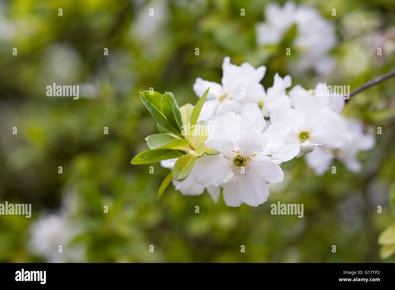 Exochorda x macrantha 'The Bride' flowers in Spring. Stock Photo