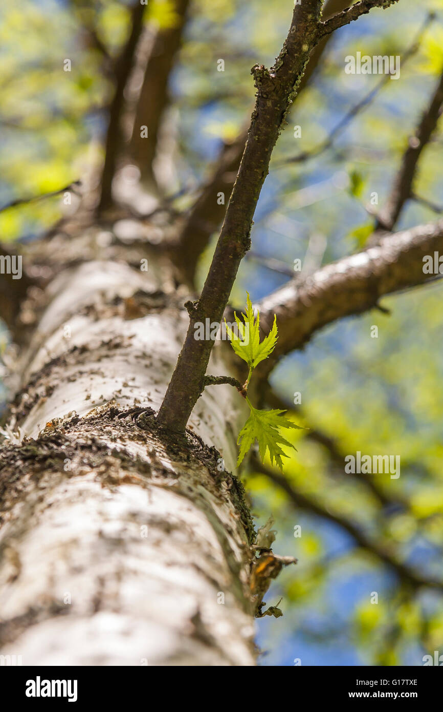 Spring tree birch leaf close up hires stock photography and images Alamy