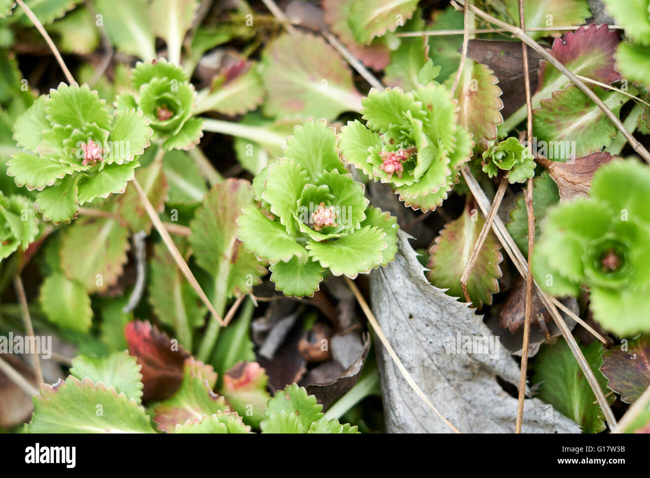 Alpine Sedum plants growing in a garden flowerbed. Spring. UK Stock