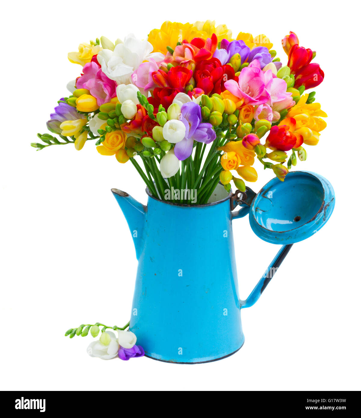 Fresh freesia flowers Stock Photo