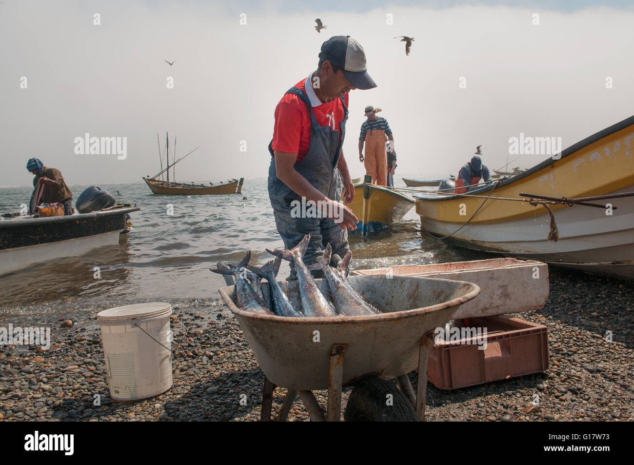 Fishermen cleaning / selling catch of Sierra (Scomberomorus sierra) Stock Photo
