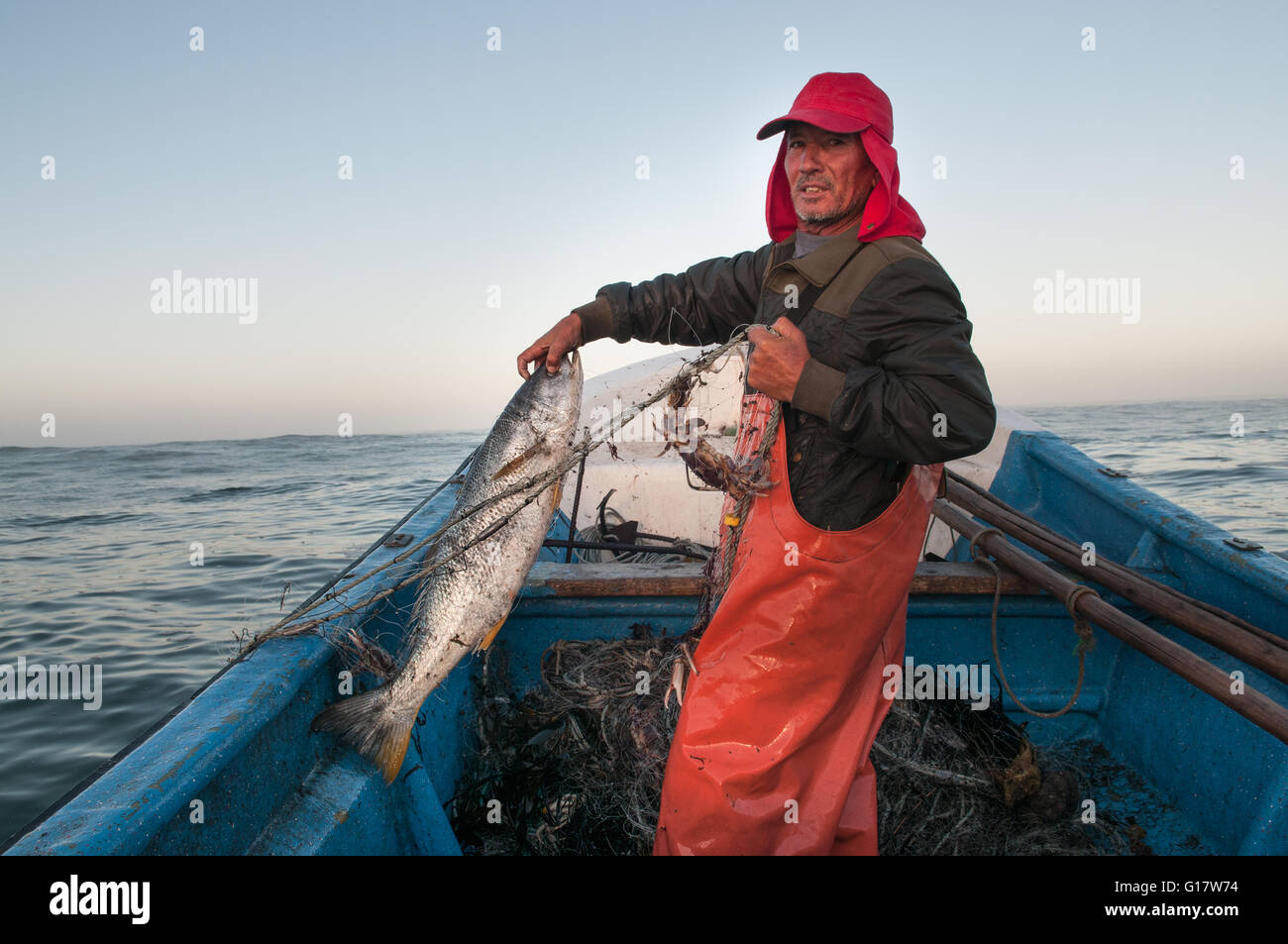Gill net fisherman holds escaped salmon from farm. Stock Photo