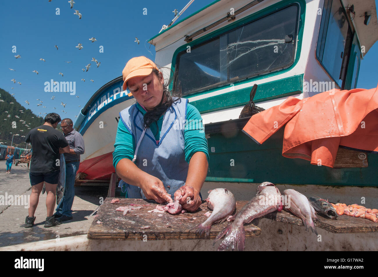 Cleaning Hake (Merluccius hubbsi) on pier Stock Photo Alamy