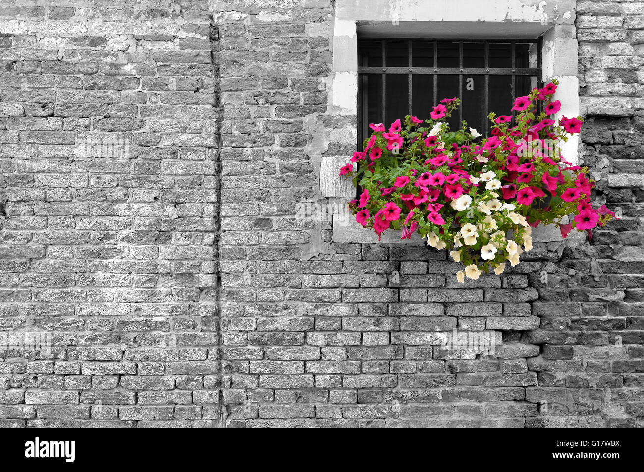 Black and white of old brick wall in Italy with selective color on petunia flowers in the window Stock Photo