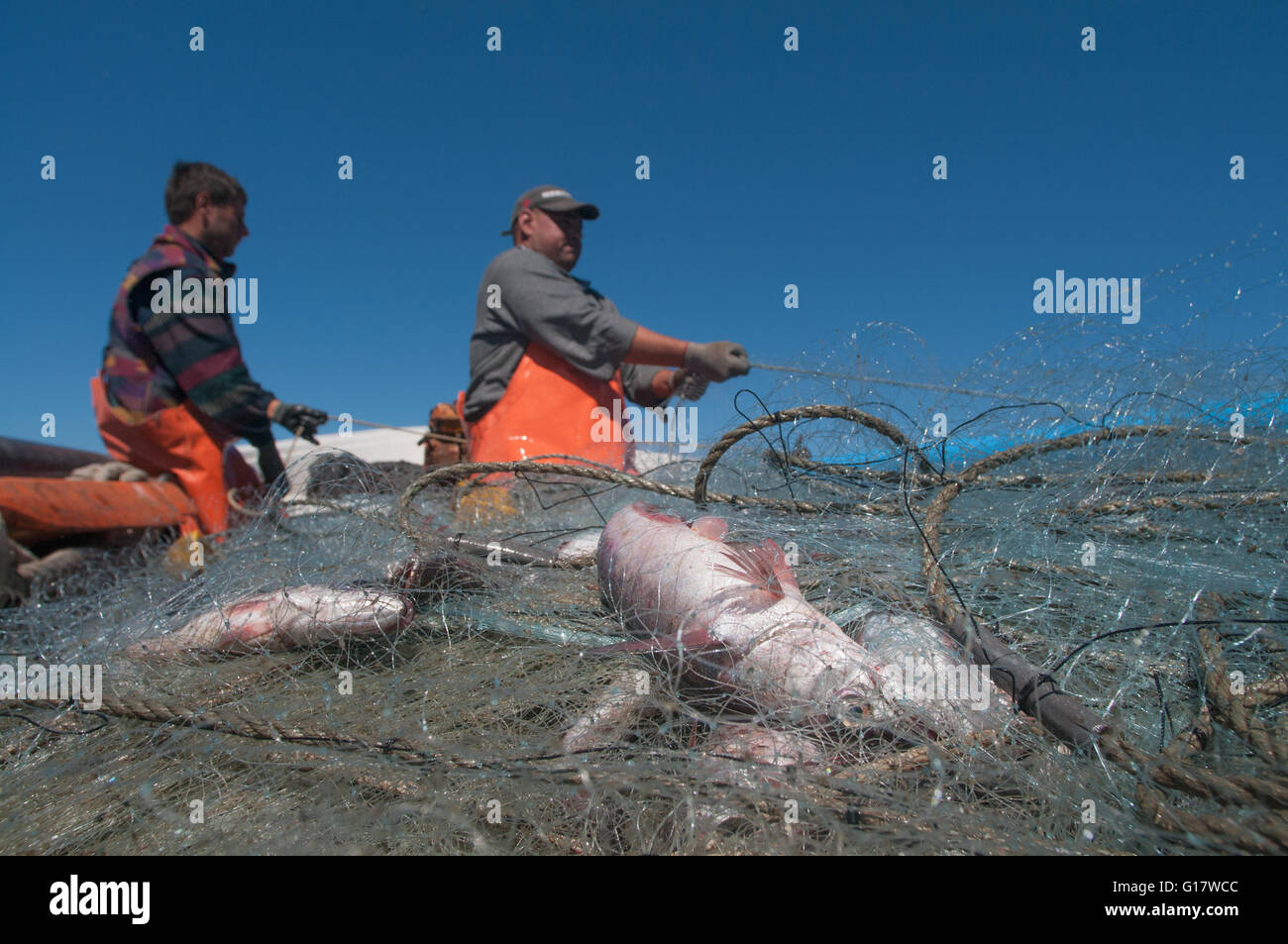 Gill Net Fishing for Hake (Merluccius hubbsi Stock Photo Alamy