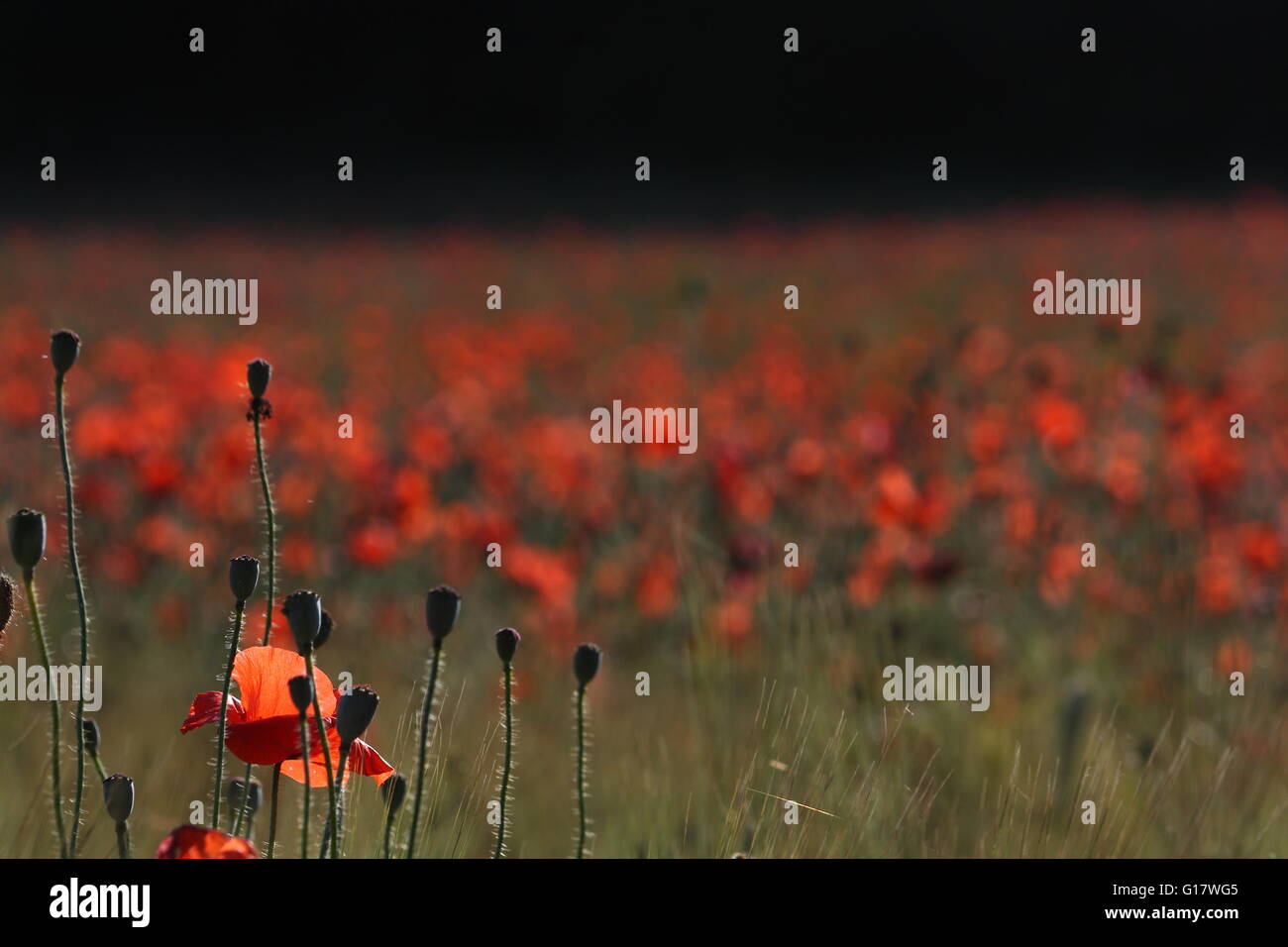 field of poppy flowers in Provence. Flowers in left bottom focused, other flowers out of focus background Stock Photo