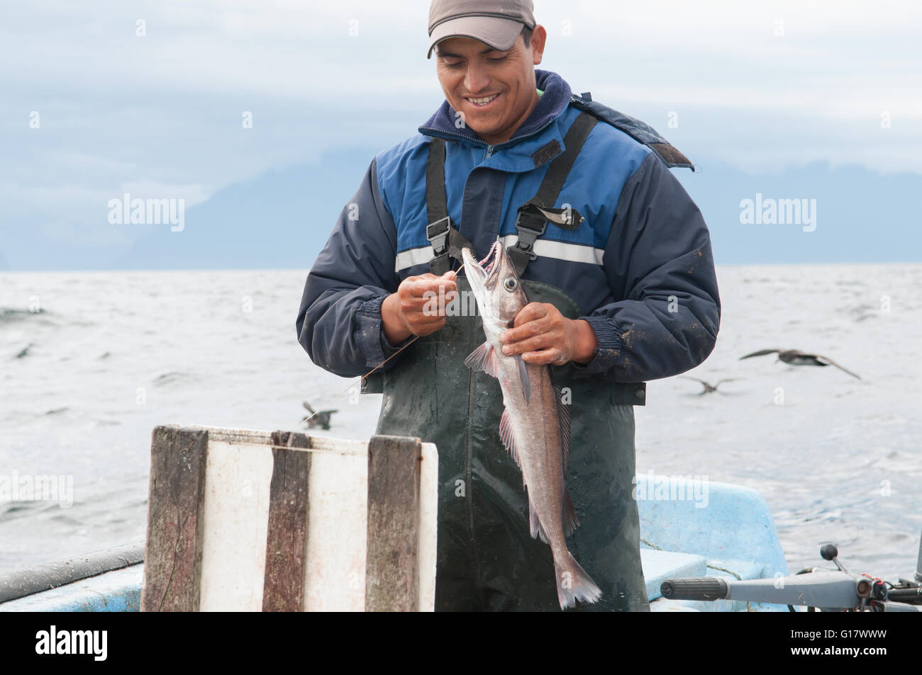 Line fishing for Sierra (Scomberomorus sierra) Stock Photo
