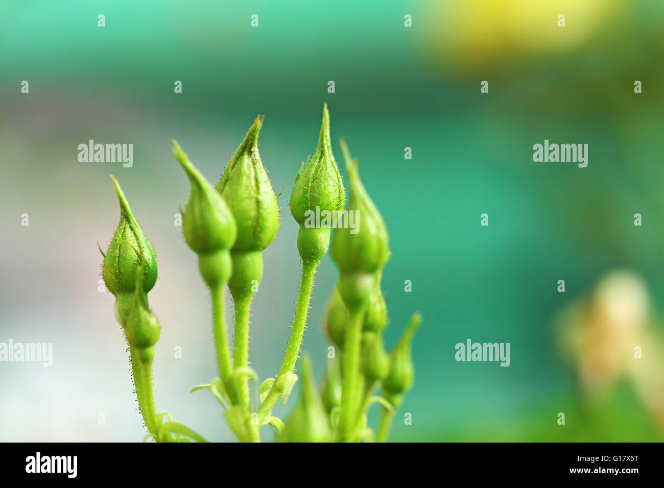 Bunch of rose buds in plant Stock Photo