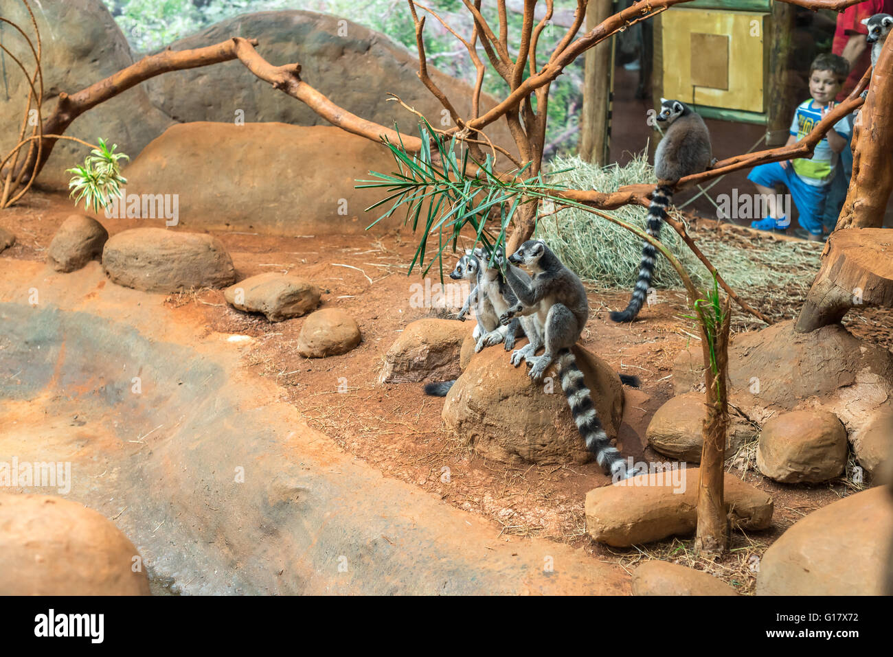 Sao Paulo, Brazil, jan 16, 2016: The ring tailed lemur (lemur catta) eating and sitting by a tree. Stock Photo