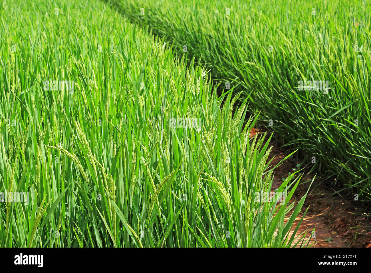 Maturing rice paddy plants in field from India Stock Photo