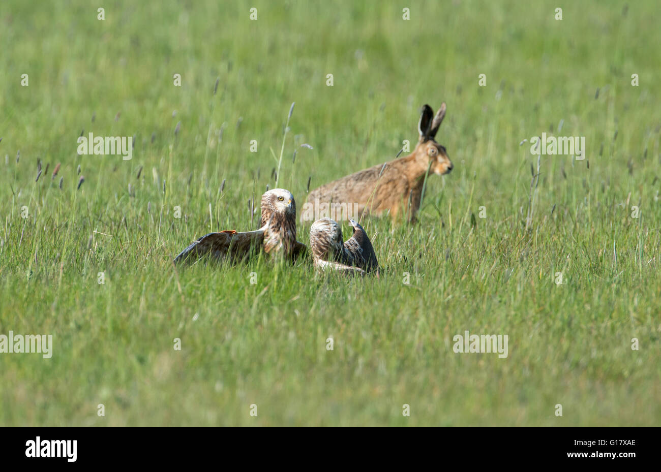 Western marsh harrier (Circus aeruginosus). Two sub-adult birds in dispute whilst a brown hare watches. Stock Photo