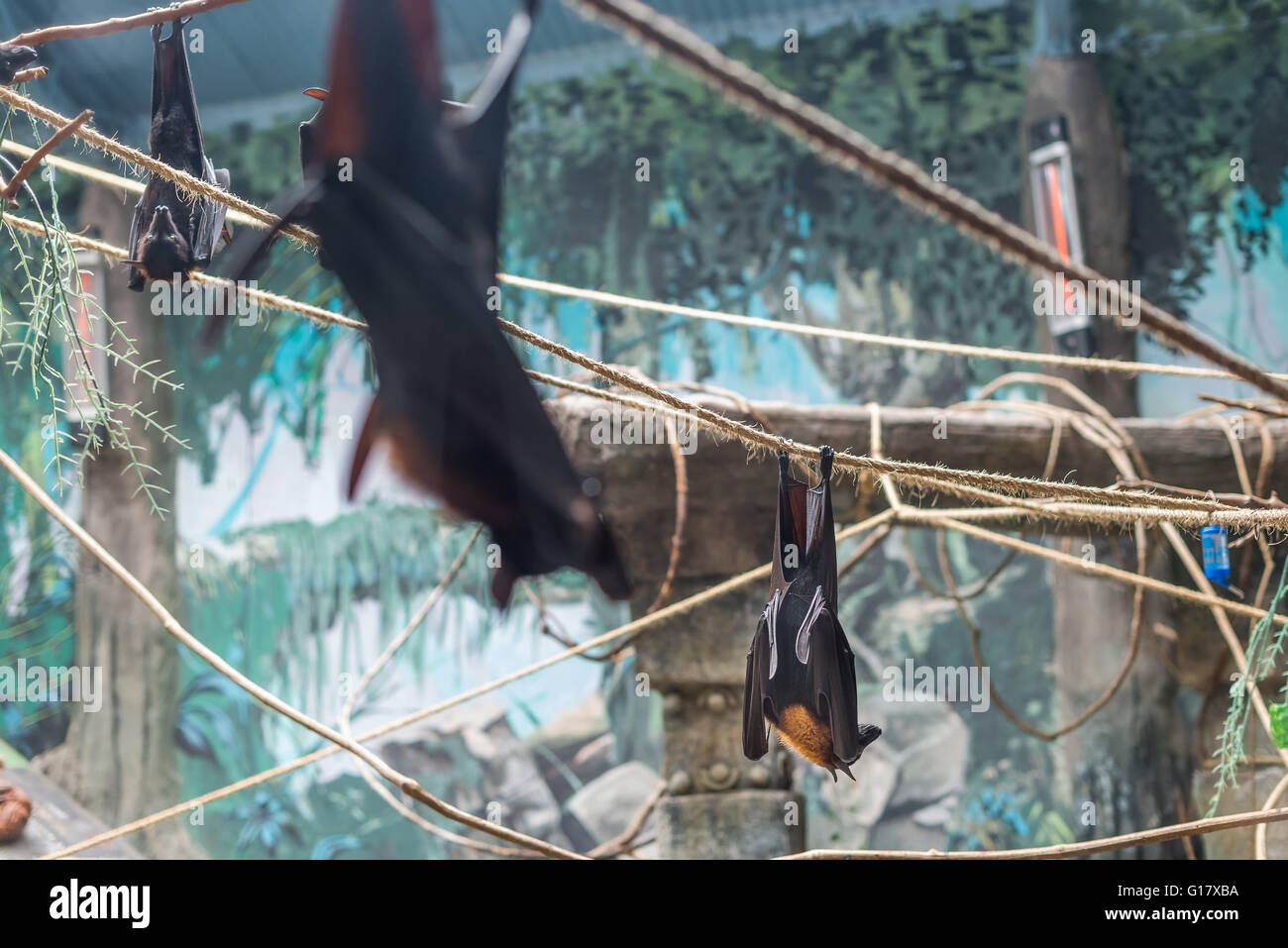 Sao Paulo, Brazil, jan 16, 2016: Malayan Bat (Pteropus vampyrus) hanging on a rope with its head down Stock Photo