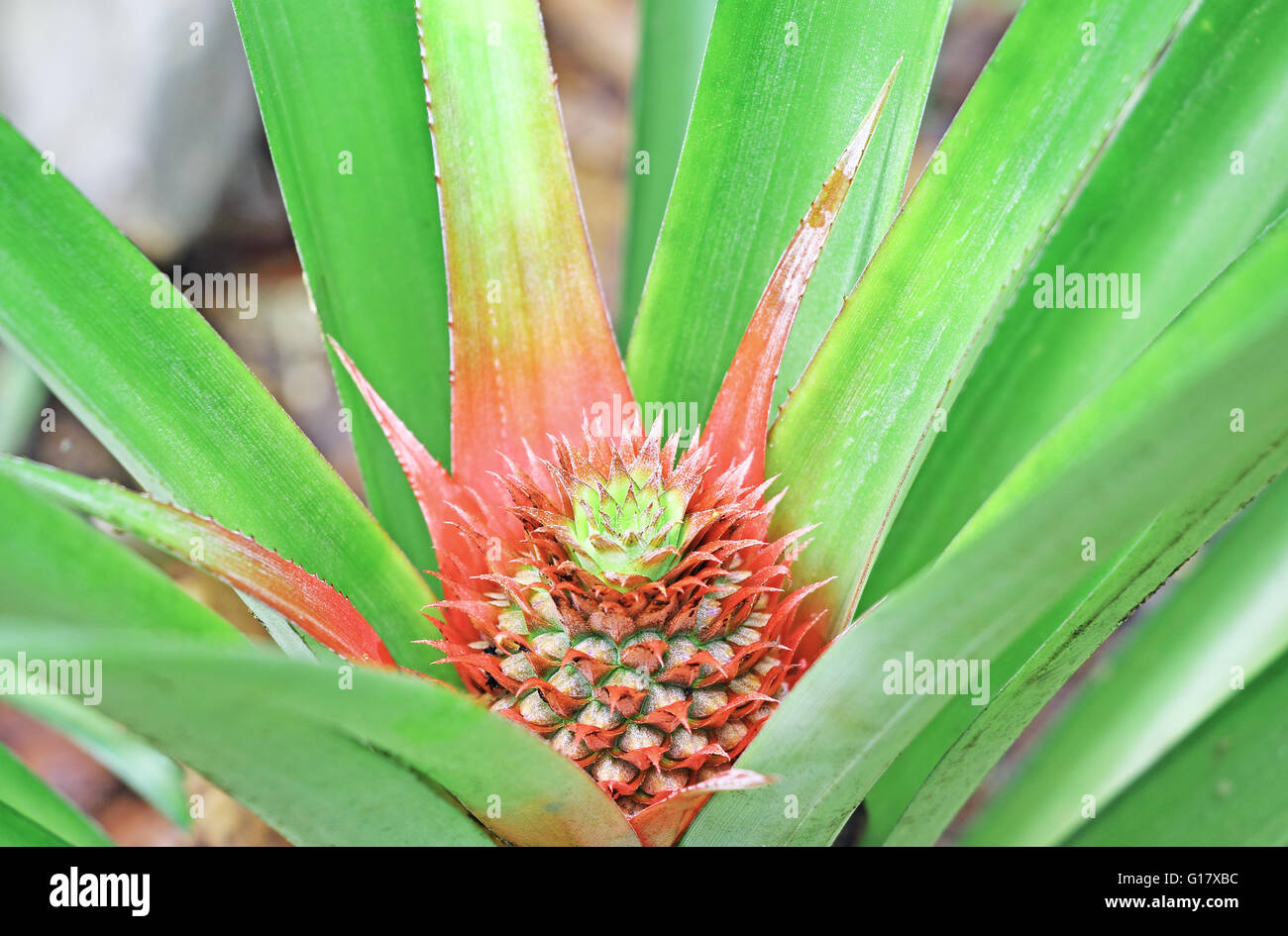 Unripe, tender pineapple in a vegetable garden. Family: Bromeliaceae; Genus: Ananas Stock Photo