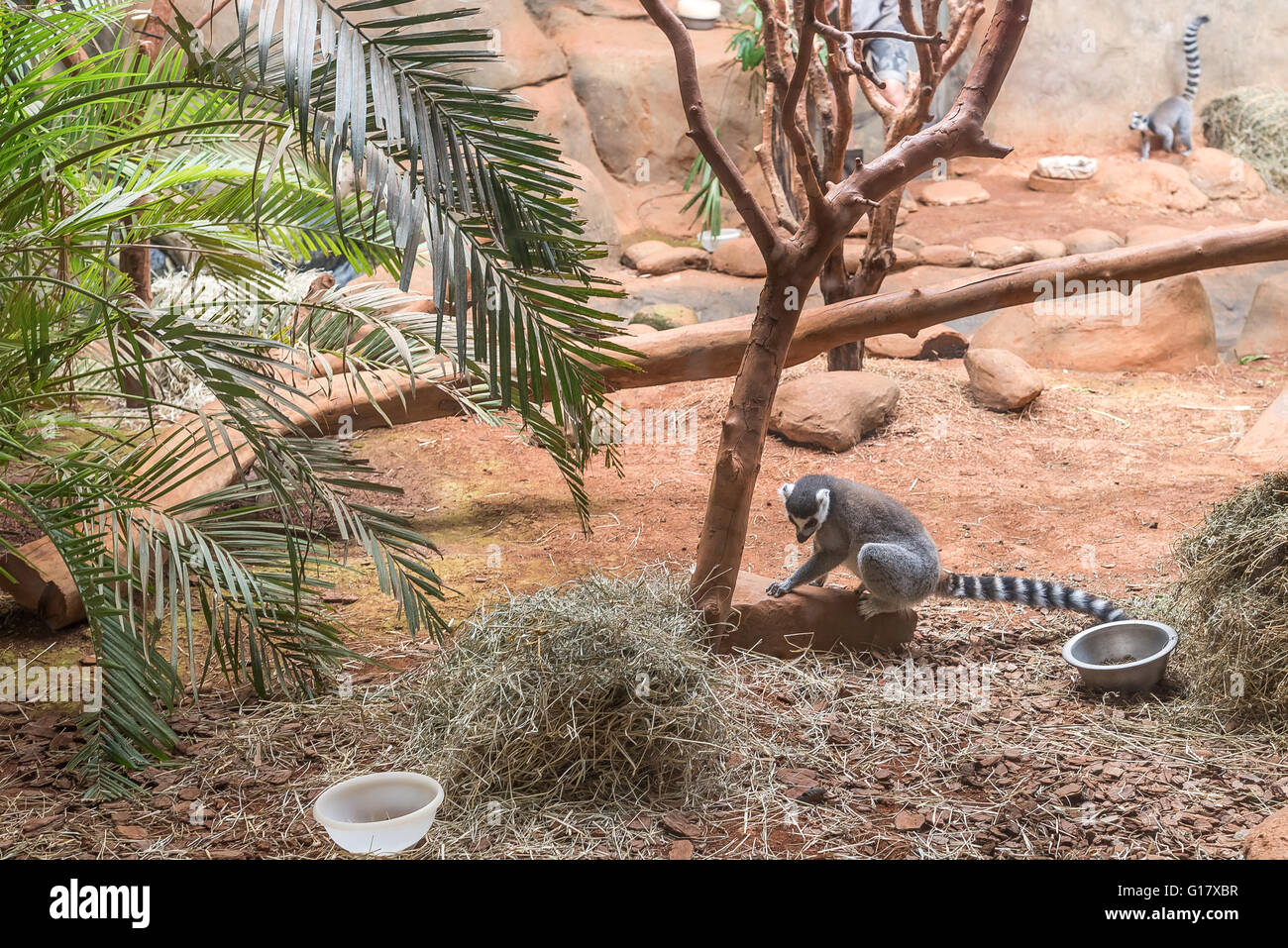 Sao Paulo, Brazil, jan 16, 2016: The ring tailed lemur (lemur catta) eating and sitting by a tree. Stock Photo