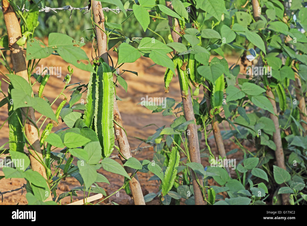 Fresh winged beans in vegetable garden in India. Also called Goa ...