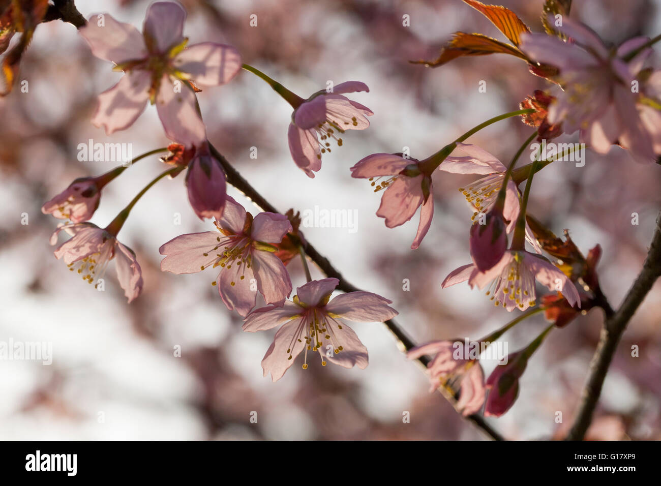 Cherry blossom details hi-res stock photography and images - Alamy