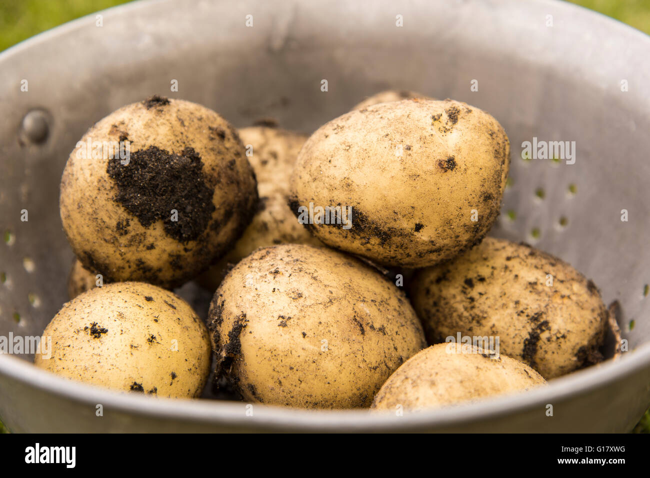 Fresh potatoes, recently dug up Stock Photo
