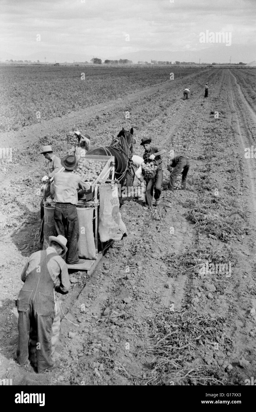 Potato Picking Crew, Rio Grande County, Colorado, USA, Arthur Rothstein for Farm Security Administration, October 1939 Stock Photo