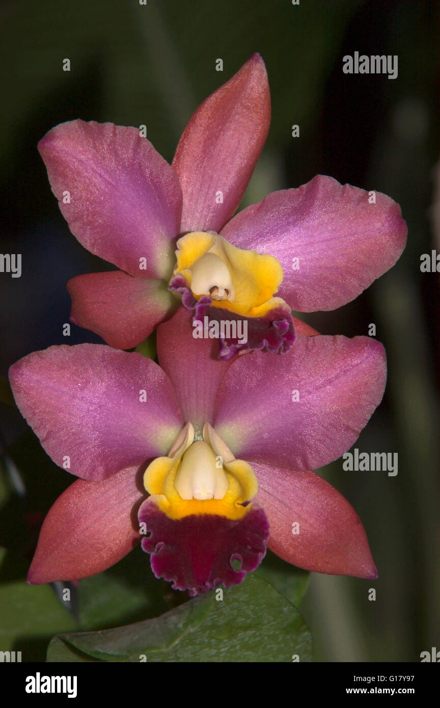 Cattleya orchid hybrid, National Botanical Garden, Washington DC. Stock Photo