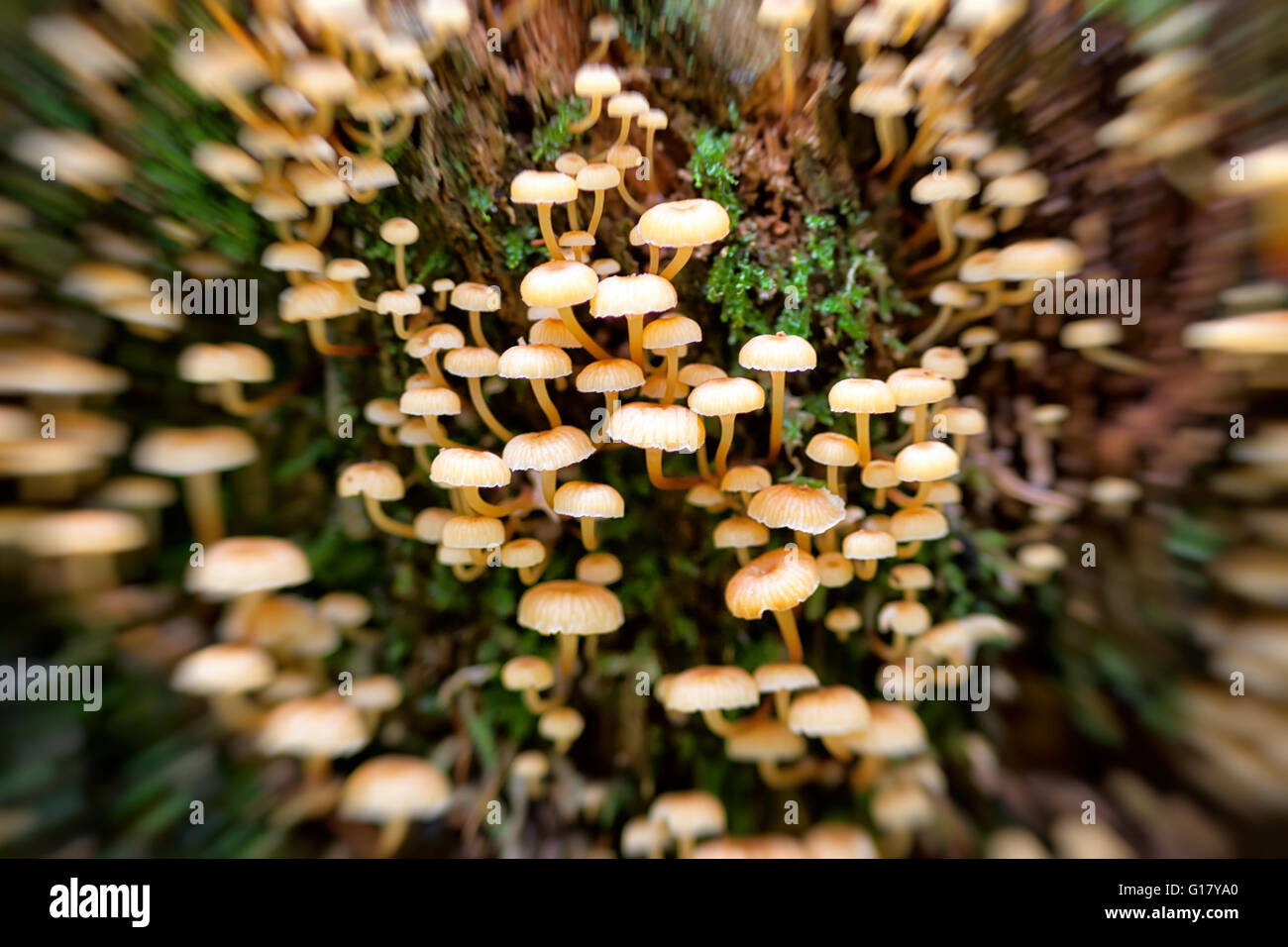 Abstract image of the poisoning inedible mushrooms Stock Photo