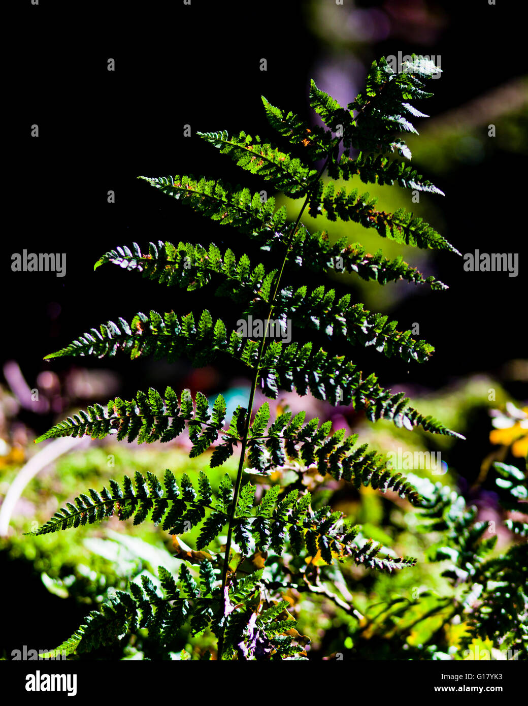 Fern leaves back lit hi-res stock photography and images - Alamy