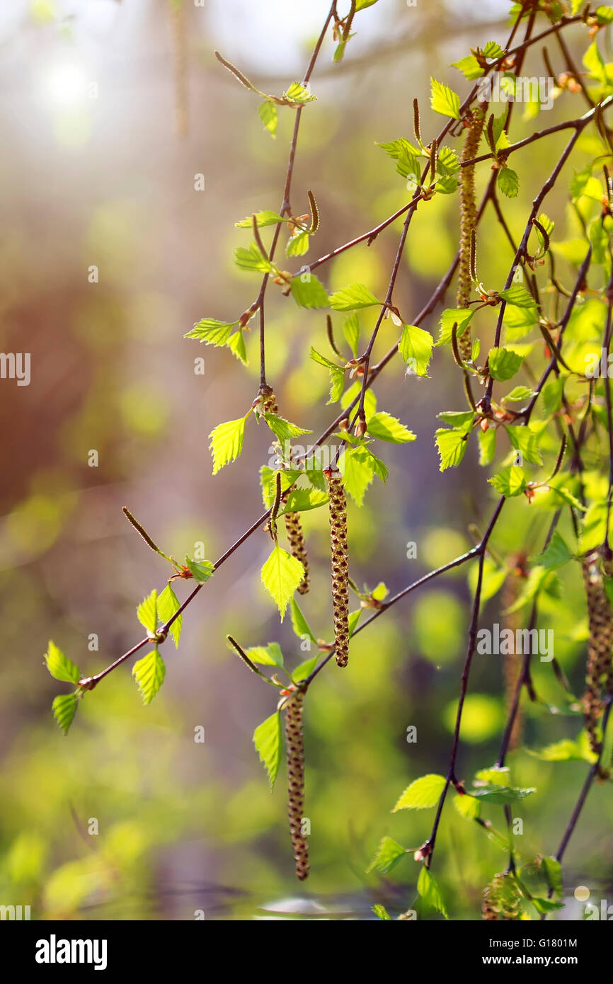 Growth branch hi-res stock photography and images - Alamy