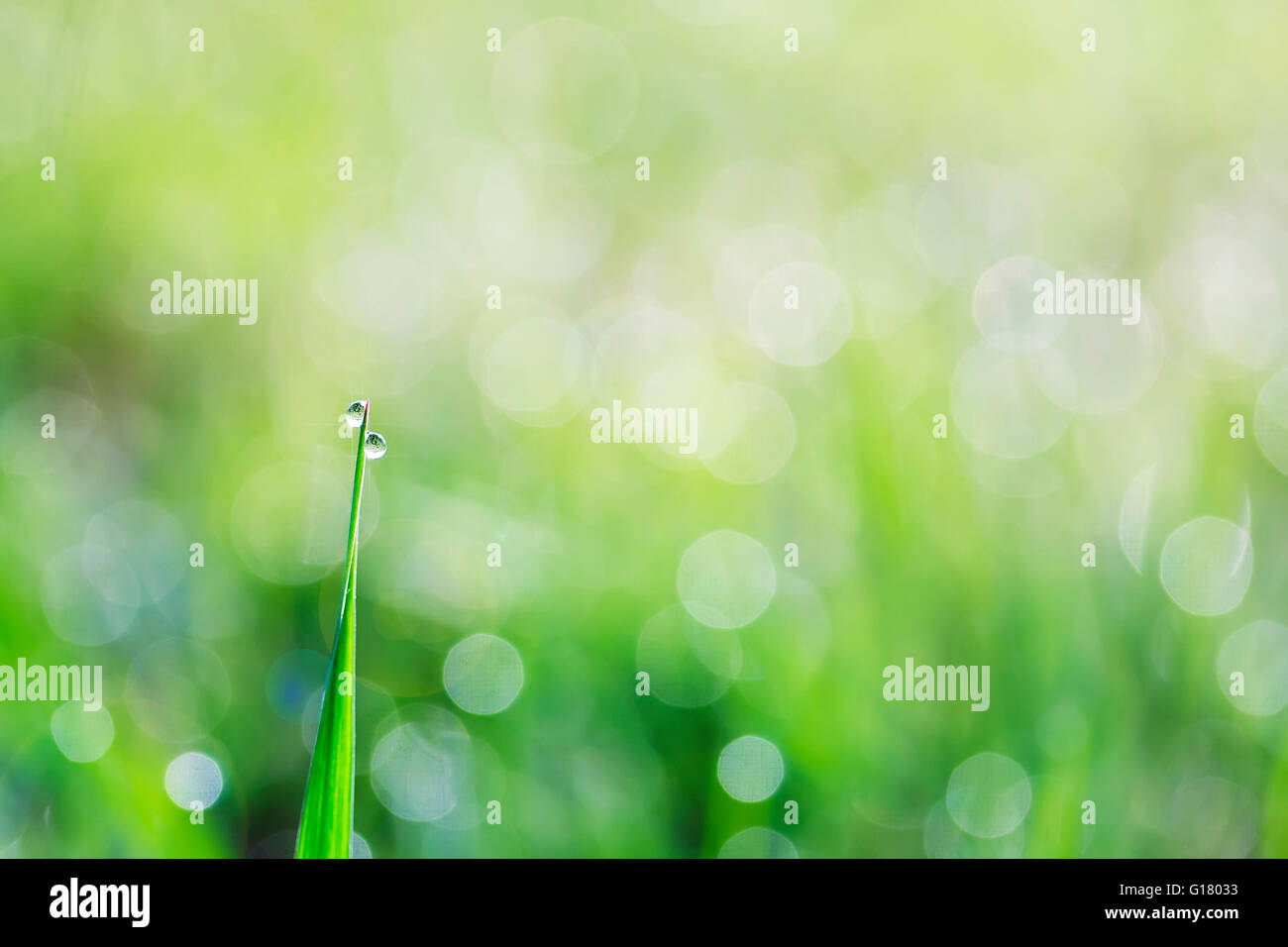 background, beautiful, blur, bright, clean, close, condensation, dew, drop, early, environment, field, fresh, freshness, garden, Stock Photo