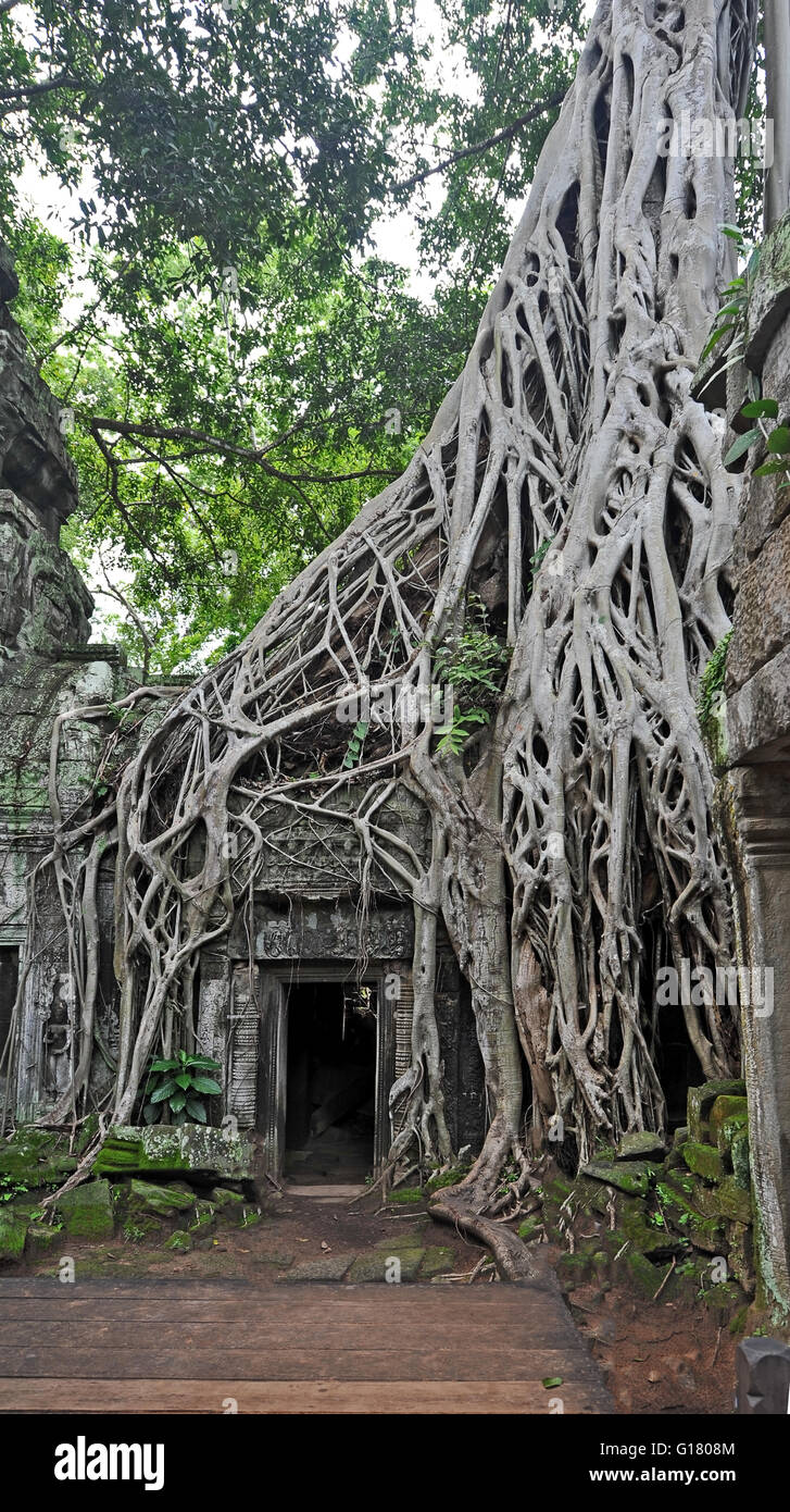 The “Tomb Raider Temple” – Ta Prohm at Angkor Wat Stock Photo
