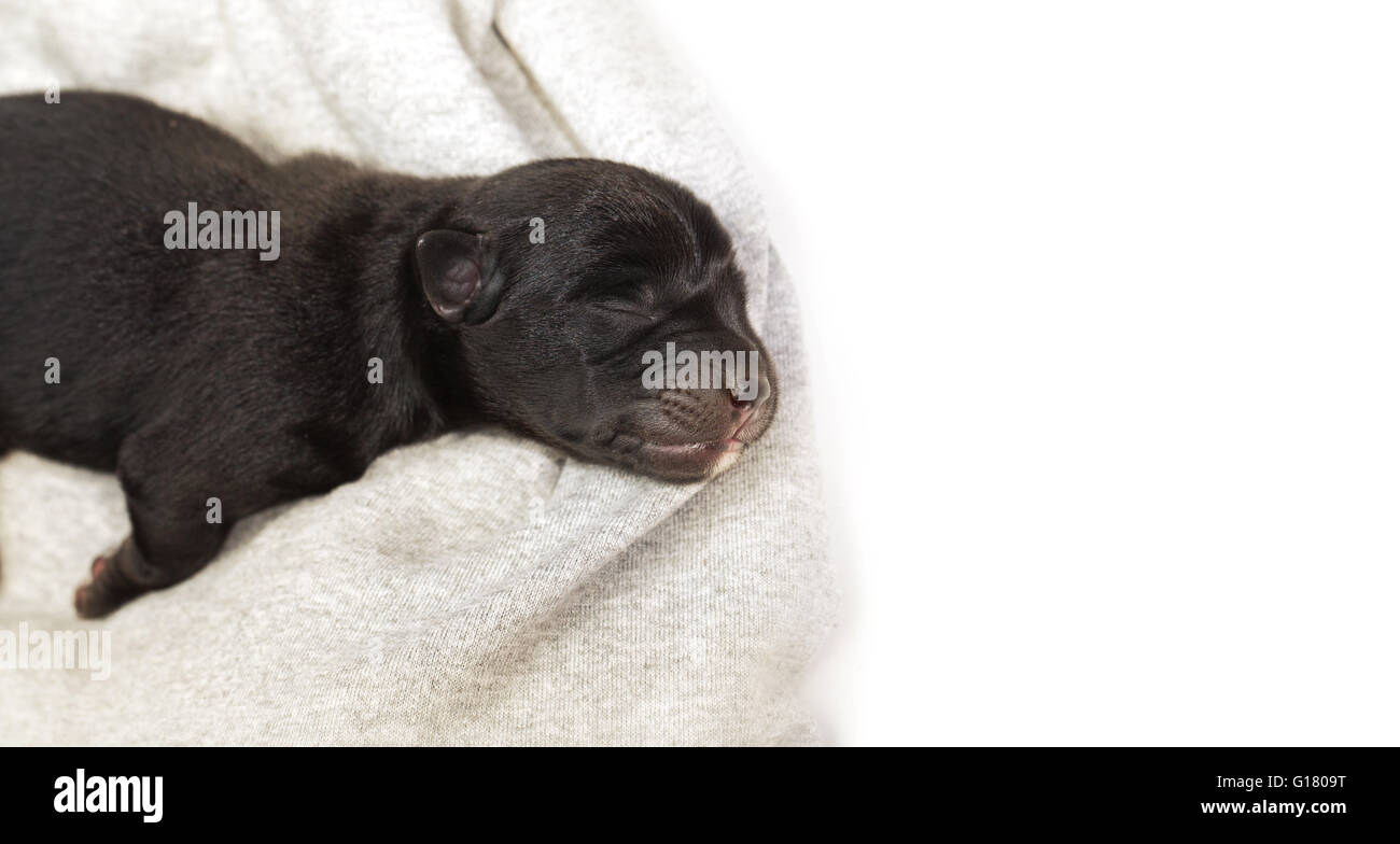 newborn puppy sleeping black labrador retriever Stock Photo Alamy
