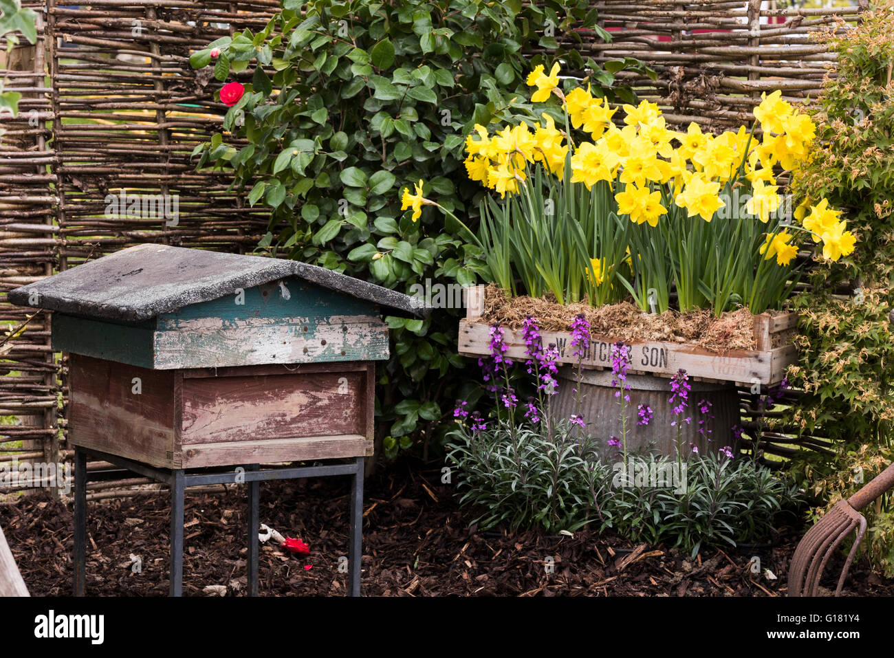 Harrogate Spring Flower Show 2016 (North Yorkshire, England) - bee hive and daffodils in the 'Wildlife Paradise' show garden. Stock Photo