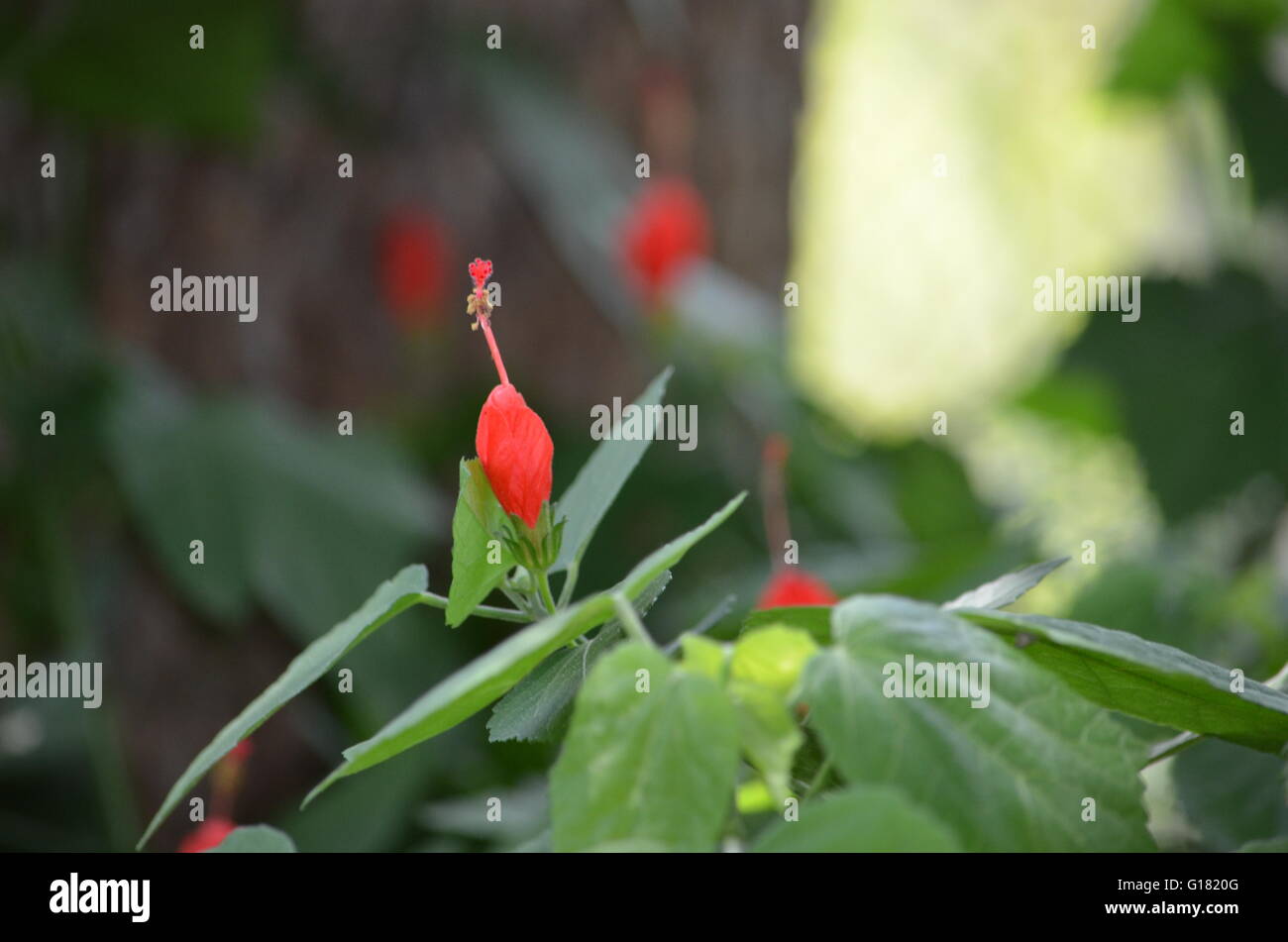 Turk's Cap (malvaviscus arboreus) Bloom San Antonio Texas USA Stock Photo