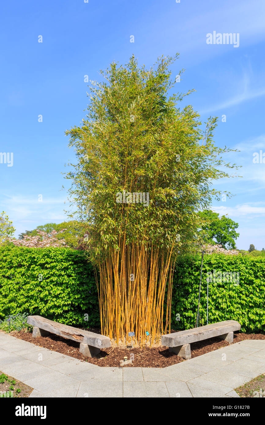 types of bamboo plants