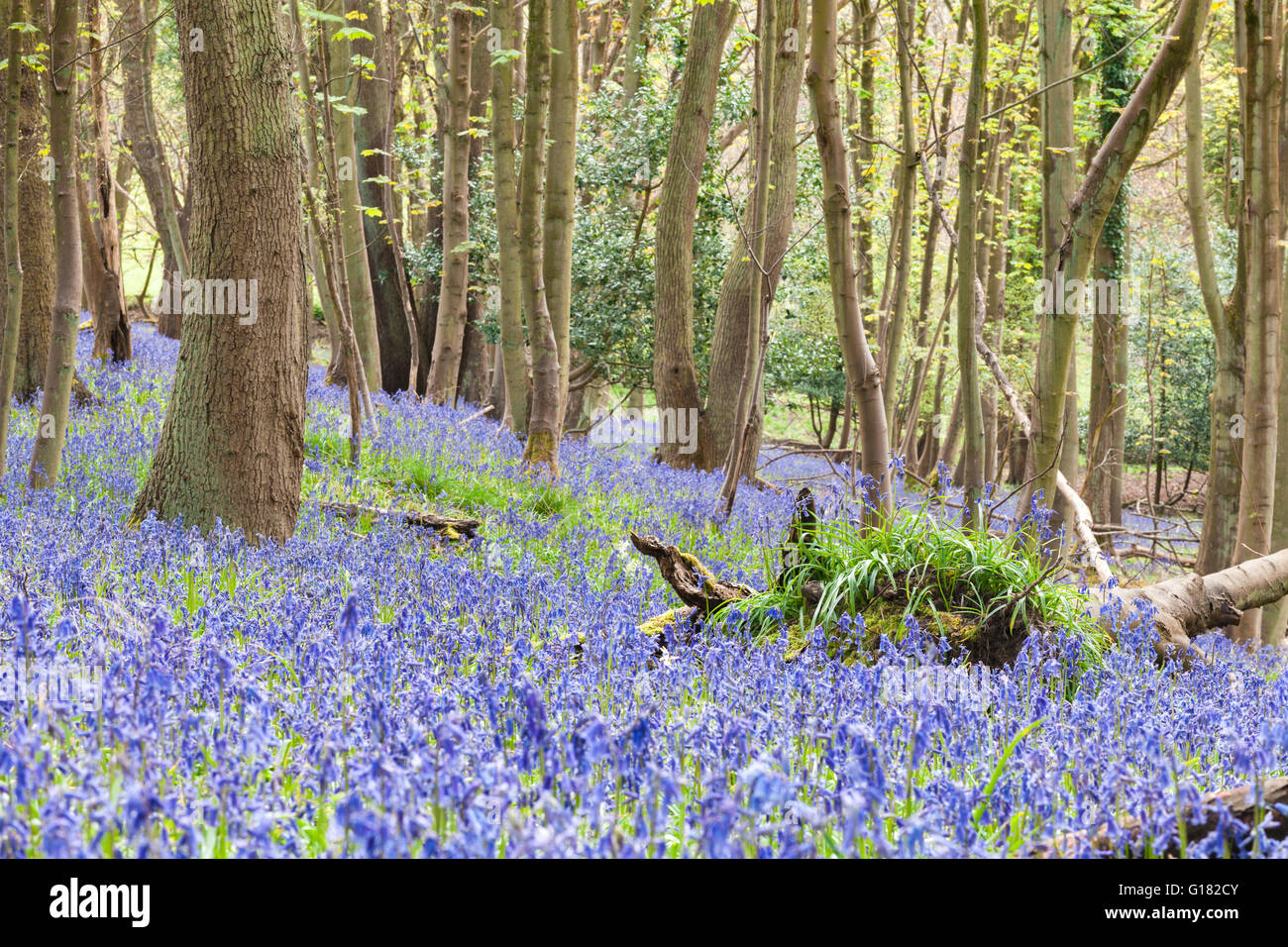 Bluebell Meadows