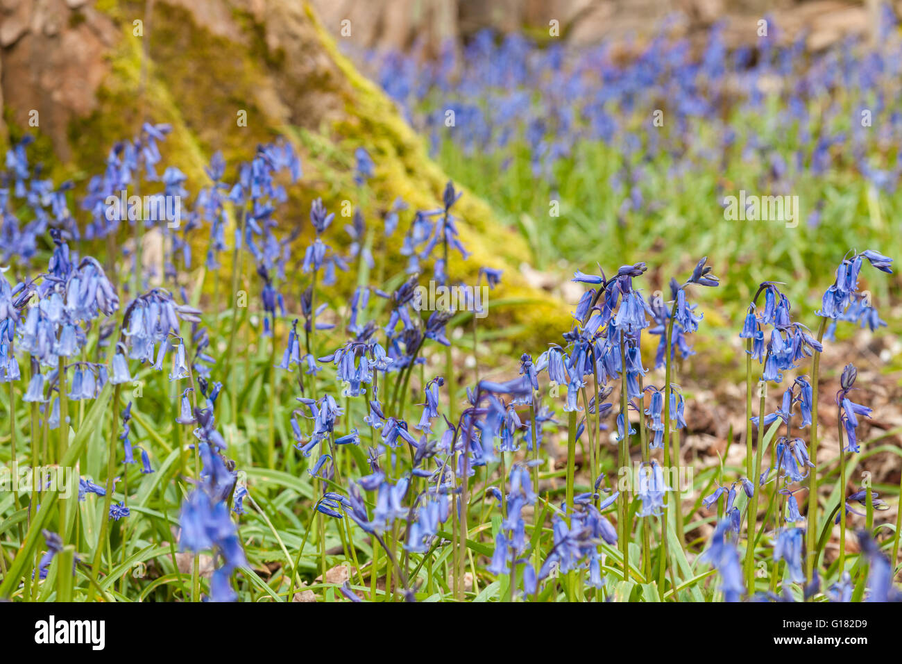 Meadow Spring Flowers Background Stock Photo