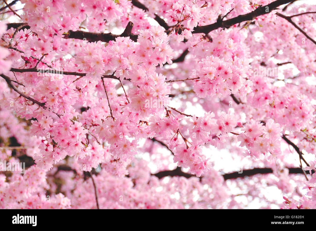 Spring Cherry blossoms in Tokyo, Japan Stock Photo