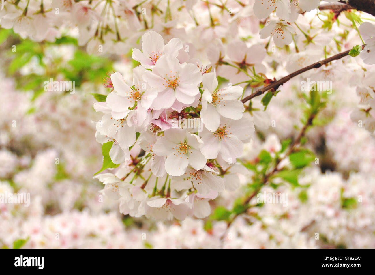 Spring Cherry blossoms in Tokyo, Japan Stock Photo Alamy